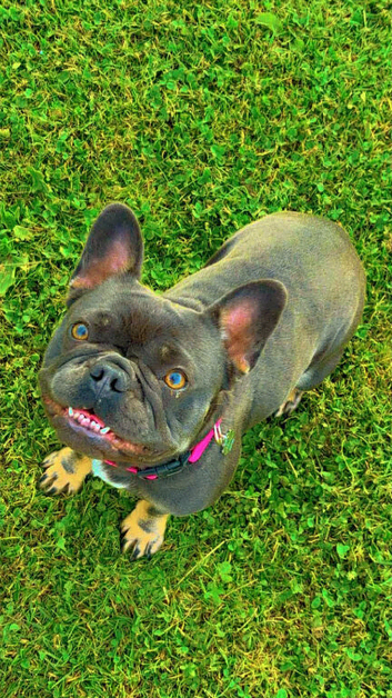 Fresh bulldog