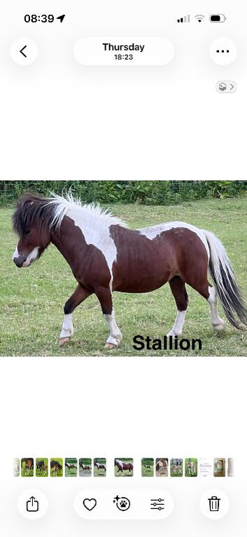 Lovely selection of ponies available