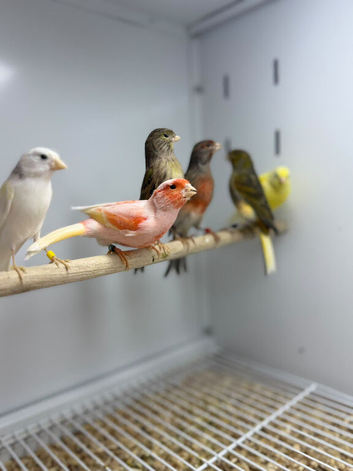 Canaries