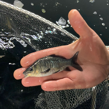 English Mirror Carp - Naturally raised