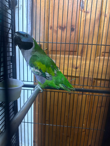 Derbyan Parrot 10 months old