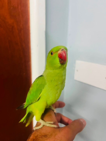 Tame Ringneck parrot for sale baby