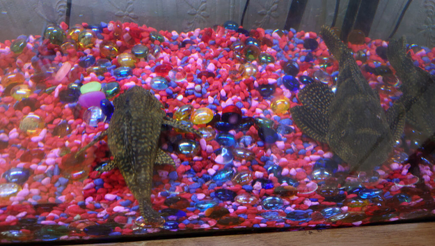 2 Plecostomus good size over 10 inch