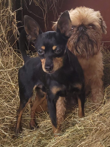 Prague ratter (prazsky Krysarik) stud dog for sale