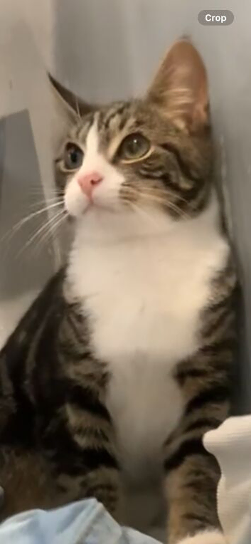 Tabby cat