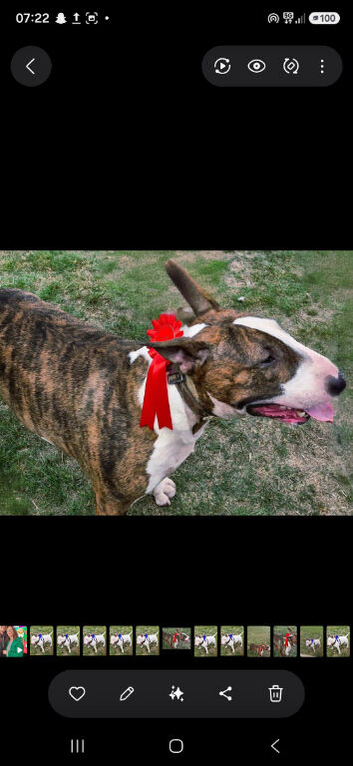 Big standard English bull terrier for stud
