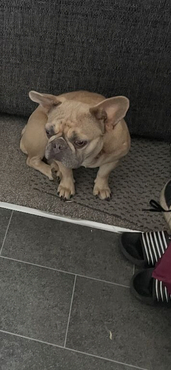 French bulldog
