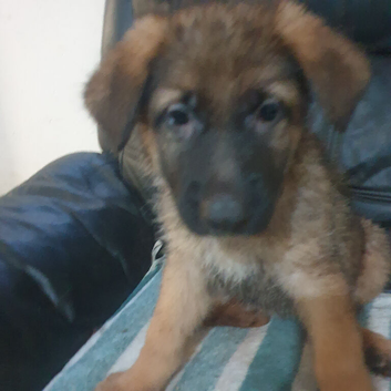 German shepherd puppies 8 weeks 12/09/2026