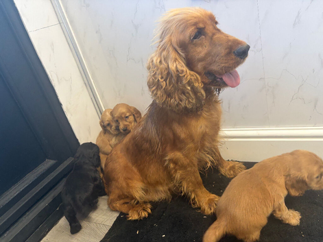 Show type cocker spaniel puppies