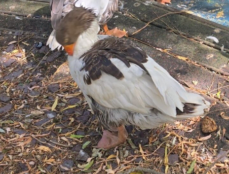 Trading Beautiful Pomeranian geese and more Northampton