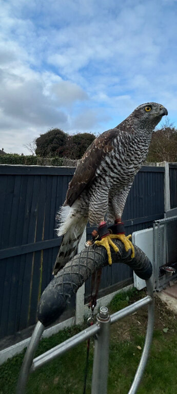 Goshawk 2024 female