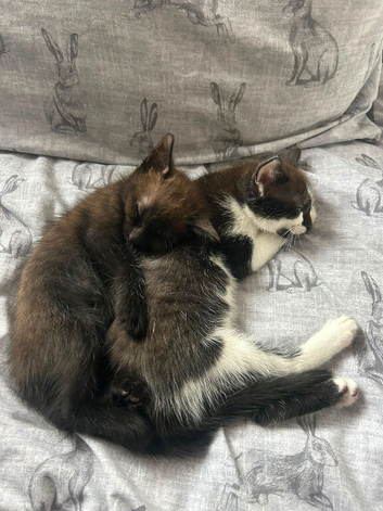 Two Male Kittens | Born on June 2 | Looking for Loving Homes