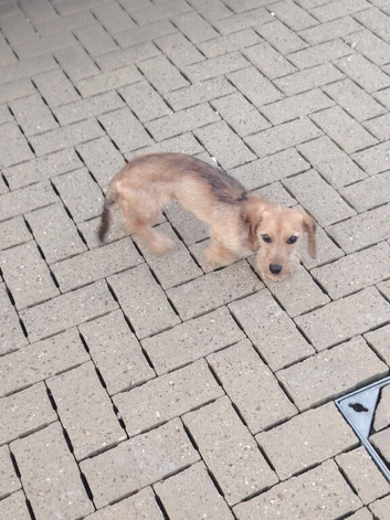 8 MONTH OLD DASHUND DOG