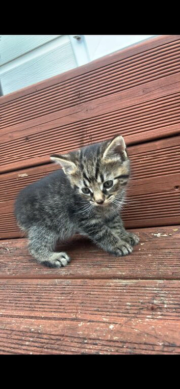 Kittens
