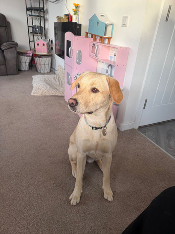 Re-homing 1 year old Labrador retriever
