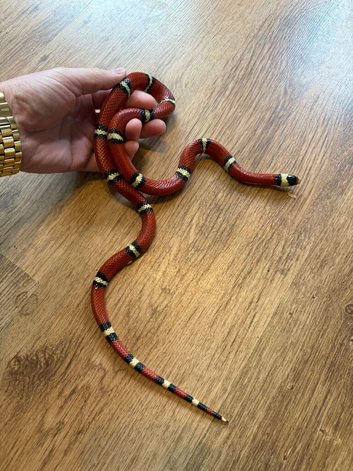 Sinaloan milk snake amazing snake