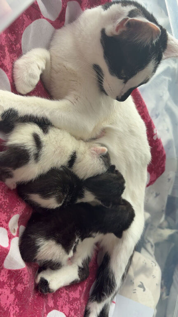 domestic short-haired kittens
