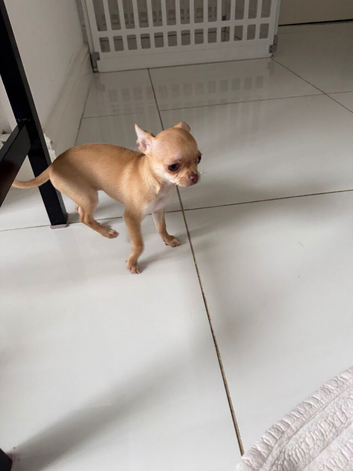 Chihuahua puppies