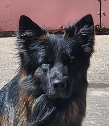 Stunning Long haired german shepherd