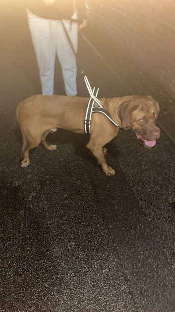 6month old french mastiff