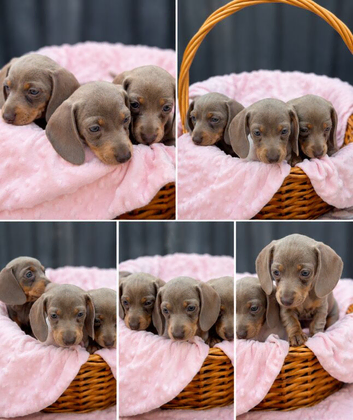 5 KC Miniature Dachshunds