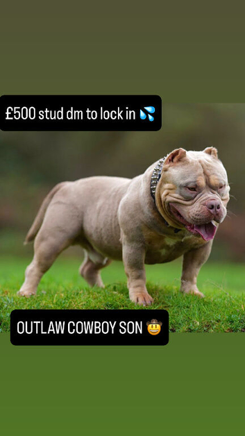 Outlaw open for stud