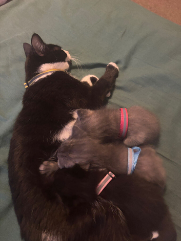 Kittens for sale