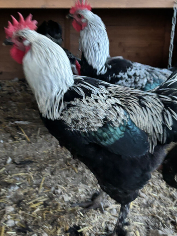 3 black pure bred breeding age maran cockerels