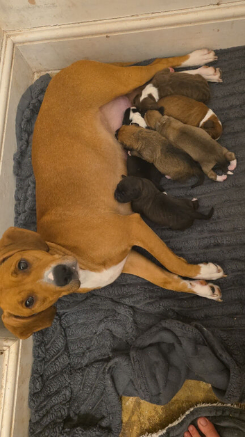 Mum is a spaniel cross staffy and Dad is a chocolate lab