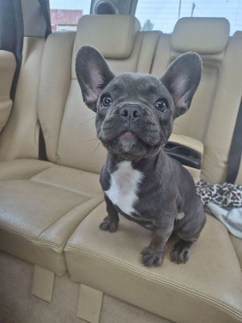 Female frenchie
