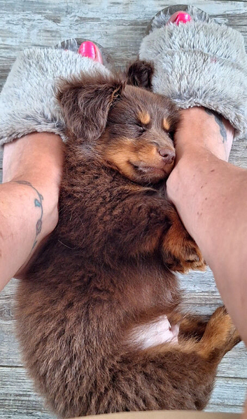 Pom/ dachund