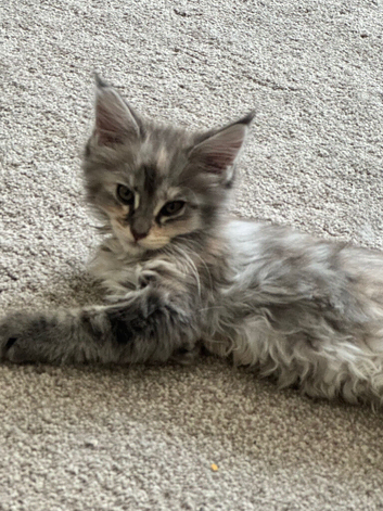 Pedigree Female Mainecoon kitten