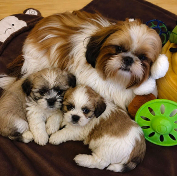 2 shih tzu puppies for sale