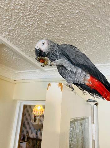 Congo African grey