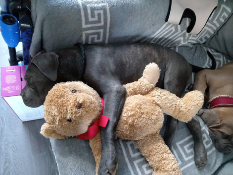 16 weeks pure breed cane corso italiano