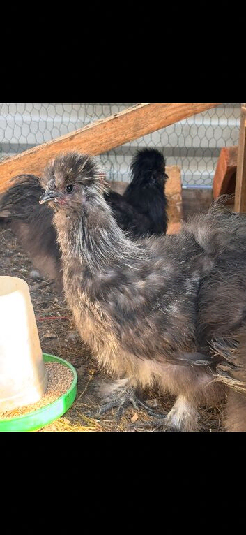 Silkie cock birds