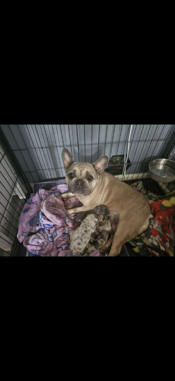 Last French bulldog x chichuaha