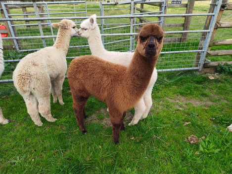 Male baby alpaca reservation