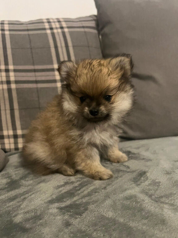 KC registered Pomeranian puppy