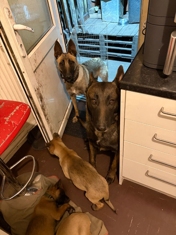 belgian malnois Shepard puppies