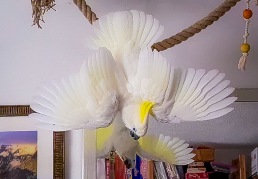 Triton Cockatoo - Beautiful, Social, Tame and Fully Trained
