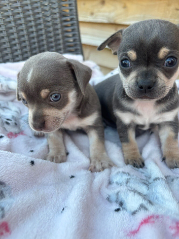 CHIHUAHUA PUPS BOYS READY 20TH JUNE