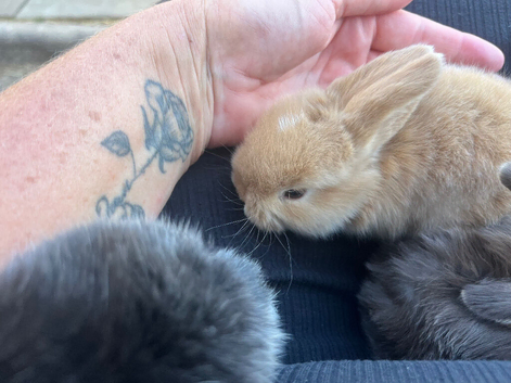 4 beautiful lop bunnies