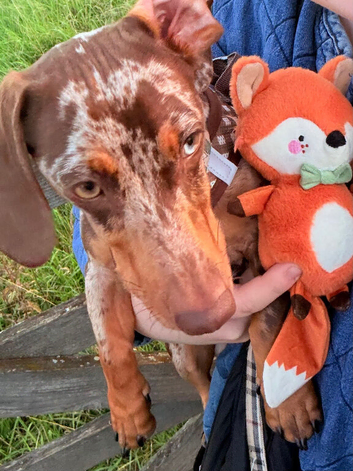Cookie the loving 9 month old miniature dachshund