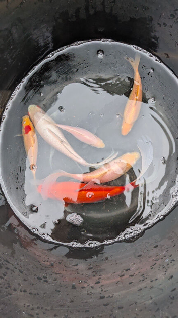 7 large goldfish mixed colours