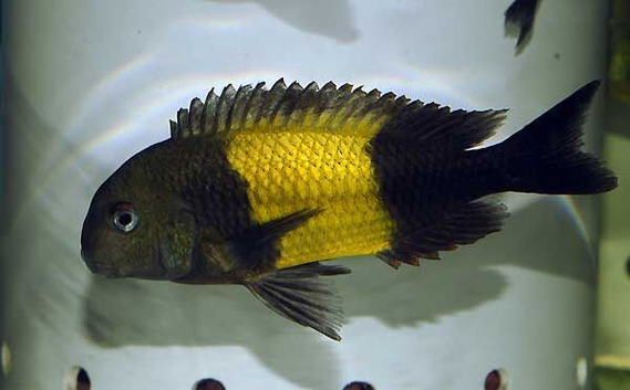 Tropheus cichlid