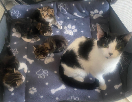 Kittens ready to leave