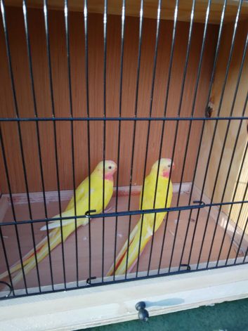 Princess of wales parakeets