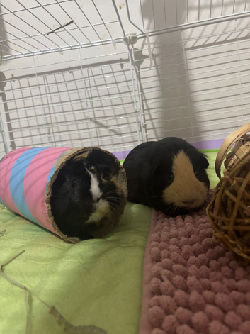 Two Male Guinea Pigs for Rehoming - Full Setup Included