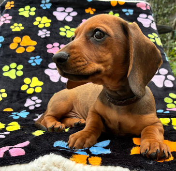 Only 1 Boy pup left